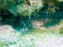 Juvenile Jackknife Fish IMG 3068